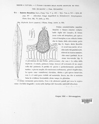 Septoria oleandrina image